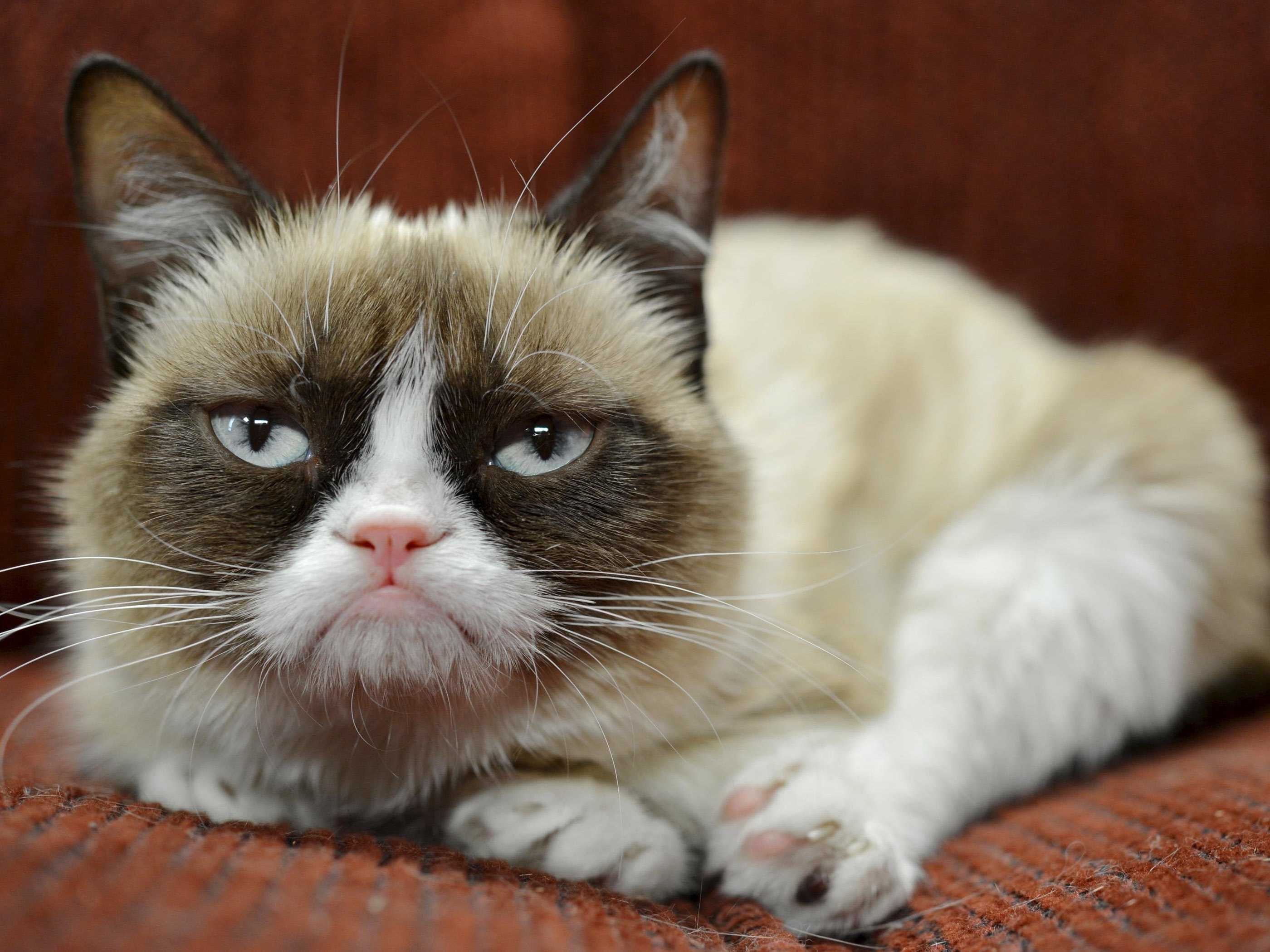 Grumpy cat visits toronto hot on the street